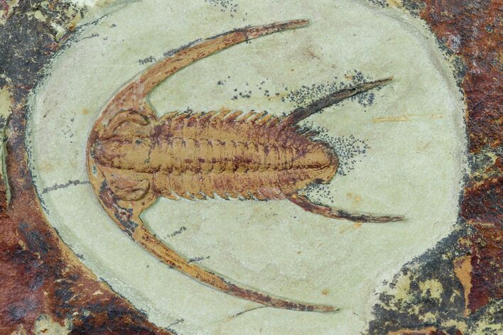 Early Cambrian Trilobite (Perrector) - Tazemmourt, Morocco #169667